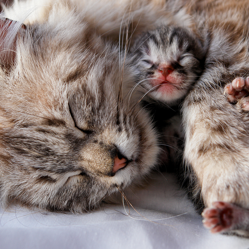 Kissanpennun matolääkitys – madota pentu kolmen viikon ikäisestä alkaen